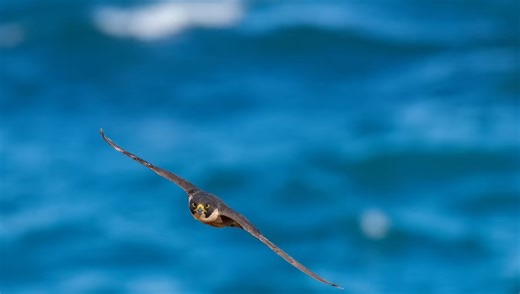 Autofocus Tricks You Need to Know to Get the Hardest Shots