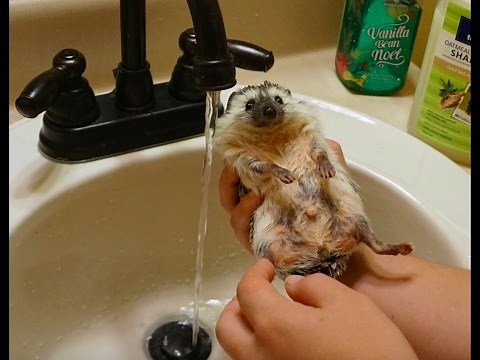 How to Tame Your Hedgehog - Making Your Hedgie Love you