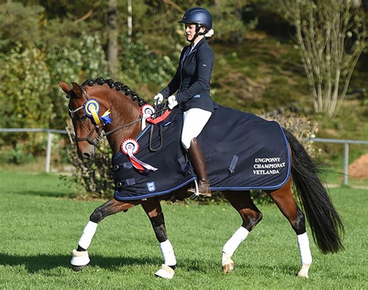 FEI Dressage Pony for Sale: Mazarin