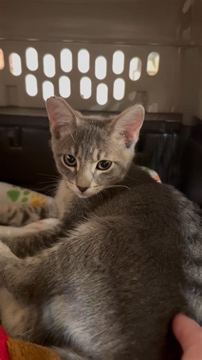 Goose is still purring.