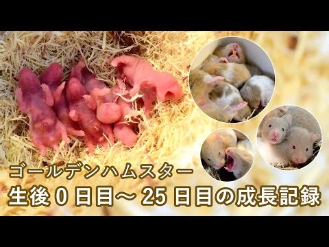 生後0日目～25日目の成長記録【ゴールデンハムスター育児】シリアンハムスター(ダヴ三毛)