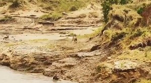 Lions sometimes ambush wildebeests in shallow, muddy channels because the terrain can slow prey down. But wildebeests are built for endurance, and when they move as a herd, even tough ground isn’t enough to guarantee a catch. Speak to us and our experts will be ready to help you craft the best safari experience. Email https://wildebeestsightings.com/enquire/ and for more sightings visit https://wildebeestsightings.com/herdtracker/ | The Wildebeest Sightings