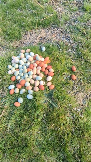 What Ate This Massive Pile Of Chicken Eggs?
