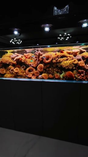 #corals #coralreeftank #reefing #reeflife #aquatic #aquariums #fishkeeper #aquariumlight#ZETLIGHT