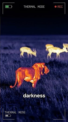 Why Lion Eyes Glow At Night