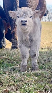 The most adorable little moo from Dasher ❤️ | Winding Brooke Mini Ranch