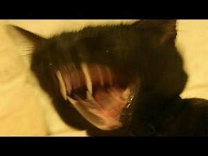 Perfectly Cut Screams 3