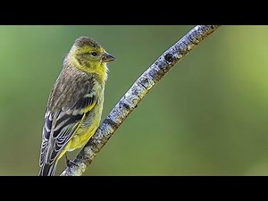 Aves de Chile | Jilguero Canto #11