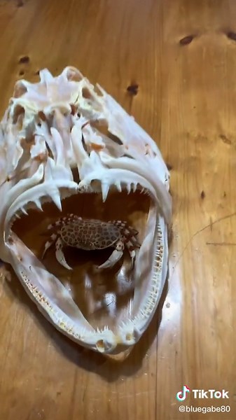 Bluegabe on Youtube on TikTok