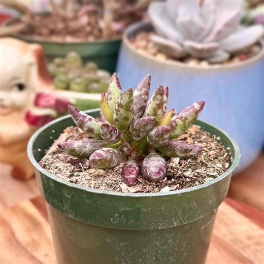 Adromischus Filicaulis Succulent | Green & Red Spotted Cylindrical Leaves | Live Plant - Etsy