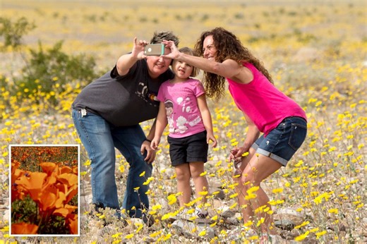 Where to see SoCal’s super bloom this spring