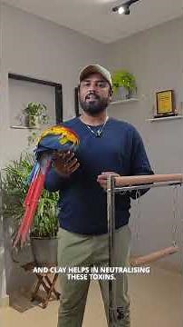 Why Do Parrots Eat Clay? #Parrots #ShaikhTanveer #ParrotCare