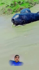 20K views · 4.2K reactions | Water supply for farming in Punjab Buffalo fight in River Punjab Buffalo for agricultural #fbreels #facts #videoviral #punjabi #buffalo | Shahid Awan Pak | Facebook