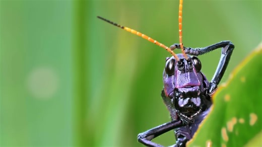 An Amusing Look at the Evolving Physiology of Katydids, Grasshoppers, and Crickets