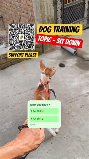 Indian Dog Training 🐶 | Sit Command Ka Result 😂