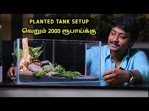 2000 ரூபாய்க்கு Planted Tank Setup | Low Price Planted Tank And Accessories | Cloning Aqua