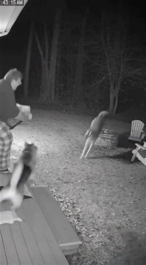 Hero animals who saved human lives 🦮✨