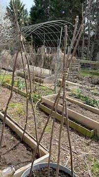 Make Tree Branch Garden Trellises #gardening