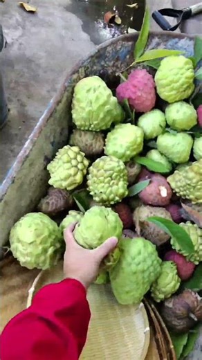 Harvesting 50lbs of Atemoyas from My Backyard Tree! 🌿🍈