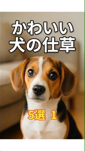 かわいい犬の仕草1 #犬 #dog #可愛い #為になる #雑学 #豆知識 #雑談 #面白 #笑 #ショート #知識 #short #動物 #ペット #教育 #知恵 #shorts