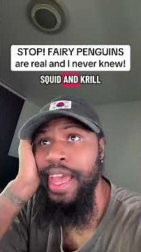 Let’s learn about Fairy Penguins