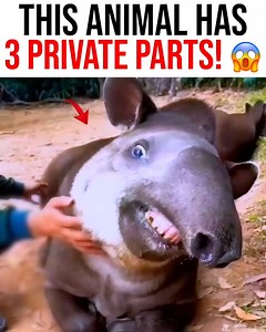 615K views · 12K reactions | Nightfam, this amazing animal has so many unique abilities! #wowfacts #ProjectNightfall | Project Nightfall | Facebook