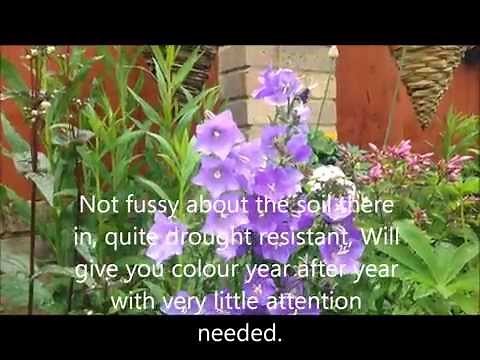 Campanula Passiflora, Help care growing and dividing.
