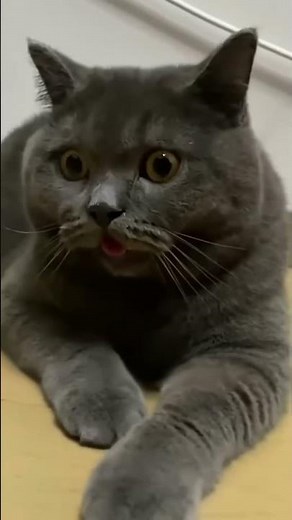 Interactive Cat Toys for Indoor Cats