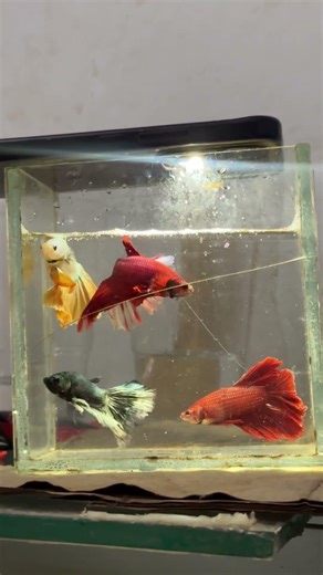 fullmoon betta fish // betta fish breeding #bettafish