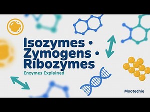 Isozymes, Regulatory Enzymes, Zymogens, Ribozymes & Enzyme Immobilization Explained | MooTechie