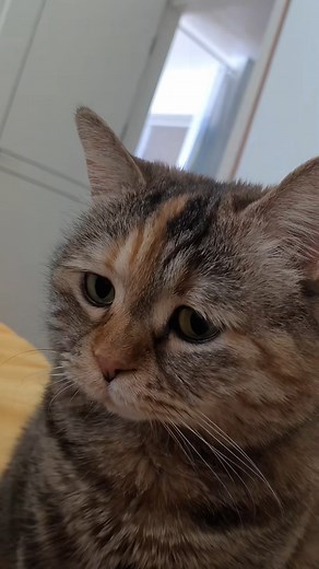 77K views · 5.1K reactions | Hooman, I miss her 梁 #cat #meow #sad | Take meow hand | Facebook