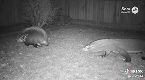 Porcupine vs Lizard: A Thrilling Night Vision Encounter