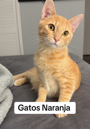 Discover the Adorable Life of Ginger Cats