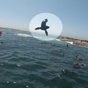 Le bébé phoque s'est réfugié sur un bateau et les personnes l'aident à retrouver sa mère 🦭 Via Newsflare | Féroce