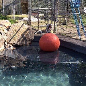 Jade pool side, relaxing before Visitors come @cattyshackranch | Catty Shack Ranch Wildlife Sanctuary