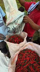 3.8M views · 54K reactions | Magkano ang presyo nito dyan sa Lugar nyo? #gardeninspiration #farminglife #motivation #reelsphilippines #gardeningtips | Art Pamilya | Facebook