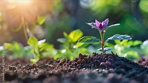 Revitalizing Agricultural Land through Action. Concept Sustainable Agriculture, Soil Regeneration, Crop Rotation, Agroforestry, Conservation Farming