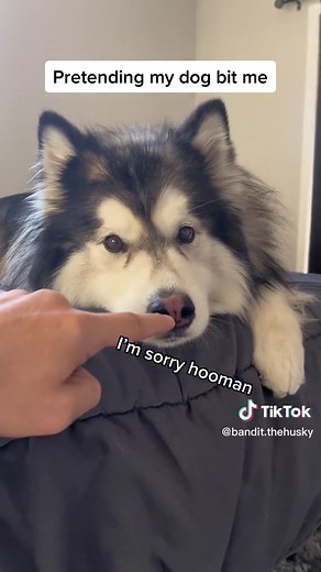 Pretend Your Dog Bit You Challenge: Funny Reactions and Pranks