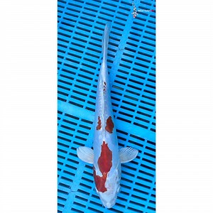 12-14” Imported Kikusui