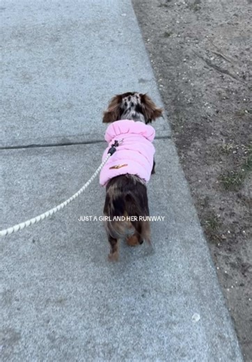 Training a Mini Dachshund to Walk on a Leash