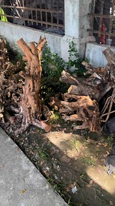 99 reactions · 7 comments | BONSAI MATERIALS FOR SALE @ TACURONG BONSAI SHOW | Romeo Antipuesto Jr | Facebook