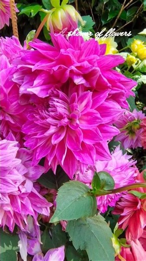 Beautiful Pink Dahlia flower