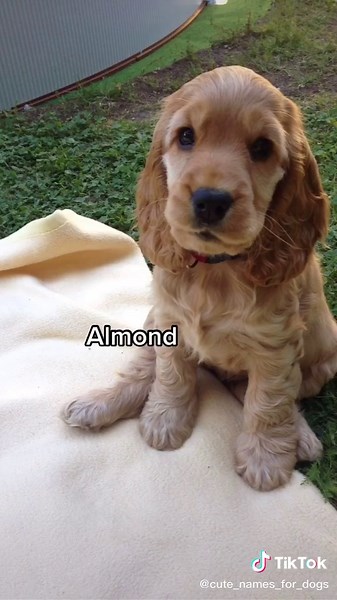 Creative Names for Cocker Spaniels