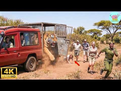 64 Ataques de Animales Más Brutales Captados en Video | Animales Salvajes Invadiendo Hogares