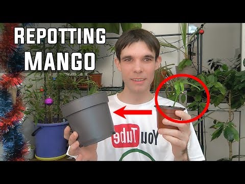 Repotting a Very Small Mango Plant