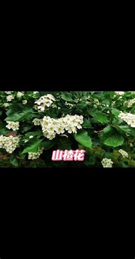 山楂花开，所愿皆来 谁能拒绝满树干净温柔的山楂花呢洁白细碎的花瓣简简单单不争春色 安静自在 老话常说山楂花开所愿皆所得，遇见皆是上上签平凡的小花，偏偏浪漫到极致 #山楂花 #山野生活 #春日治愈