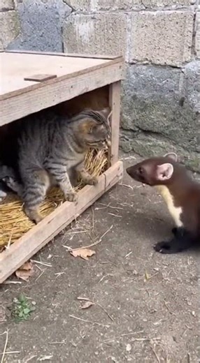 Cat vs Opossum: Epic Backyard Showdown Unleashed!