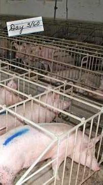 Day 3/60 Factory Farms Put Pigs In Crates For This!