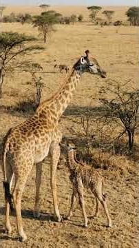 The 1.8 Meter Fall: Why This Giraffe Must Run in 120 Minutes