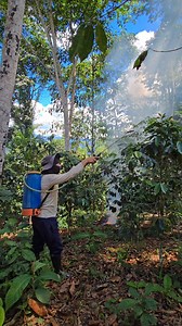 Para asegurar la máxima calidad y rendimiento de nuestro café ☕, implementamos prácticas de fumigación estratégica. Este proceso es crucial para proteger los cultivos de plagas y enfermedades que podrían afectar la cosecha. 🌿 #CafeDeCalidad #ProduccionSostenible #Agroecologia #CuidadoDelCultivo #CafeEspecial #fblifestyle #viralreels | Domingo de la Selva